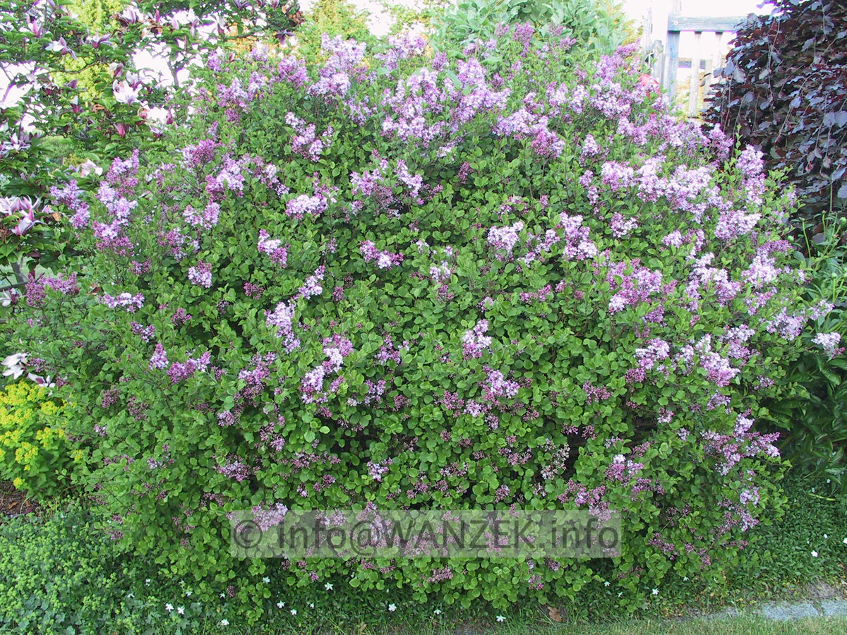 Syringa meyeri Palibin 03.JPG